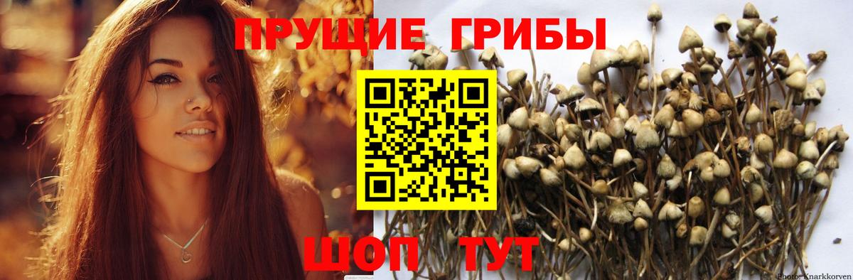 Псилоцибиновые грибы Psilocybe Гатчина